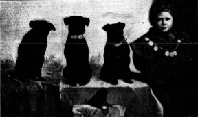 Myrtle Robinson, daughter of Alice Cornwell and the journalist Phil Robinson, with four of Alice's black pugs.